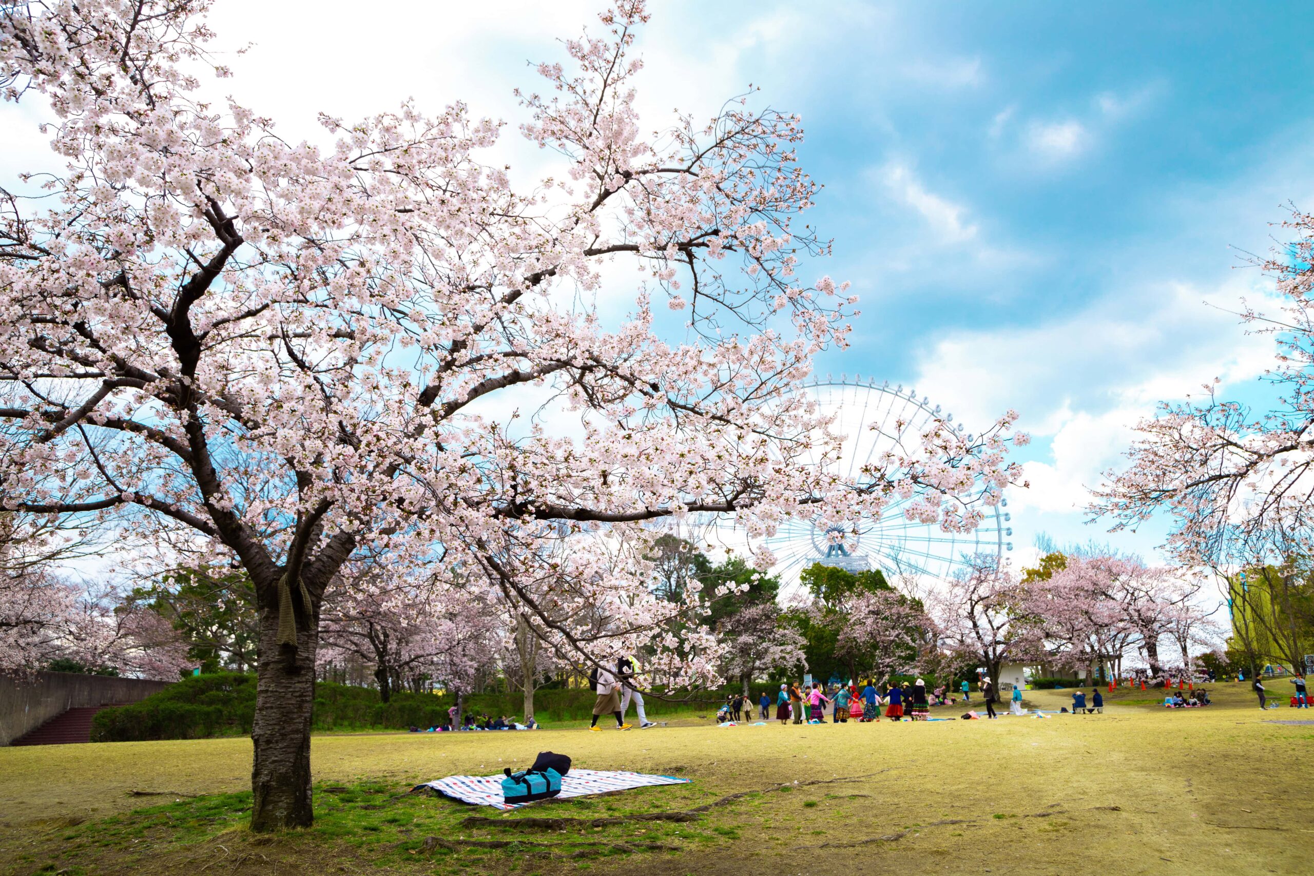 Top Sakura Spots in Osaka