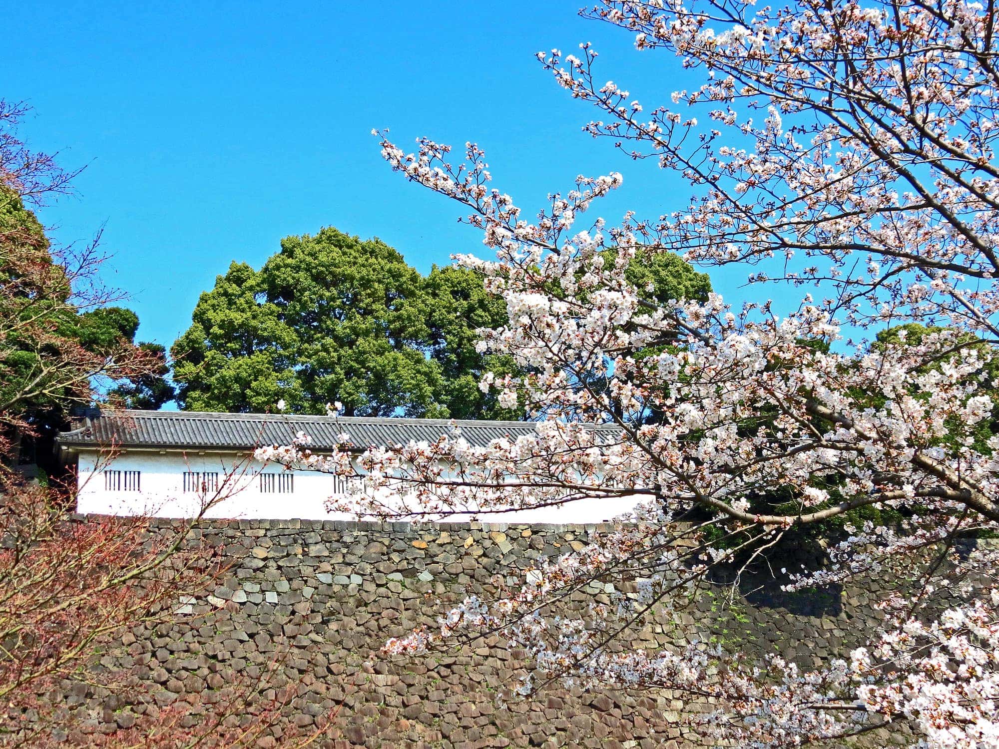 Top Sakura Spots in Tokyo