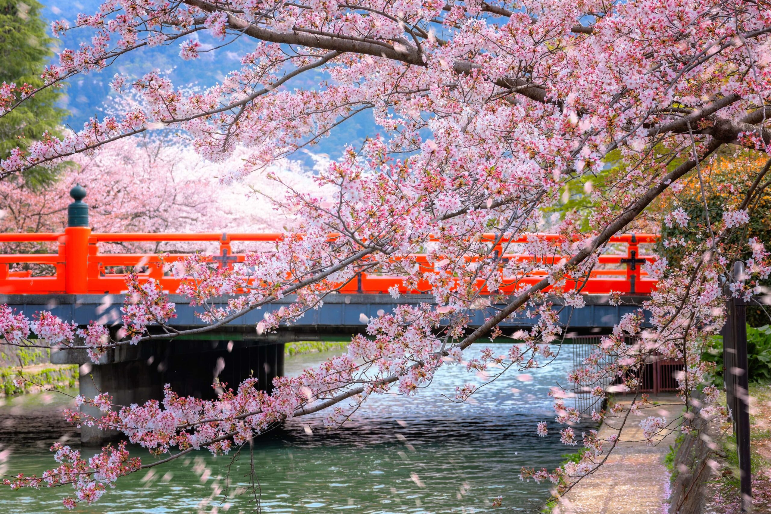 Top Sakura Spots in Kyoto